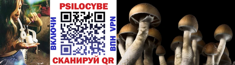 Псилоцибиновые грибы Psilocybine cubensis  Верея 